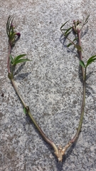 Impatiens glandulifera