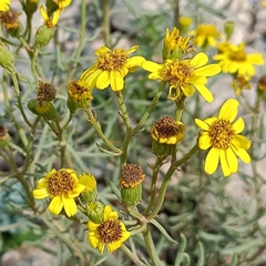 Senecio nevadensis malacitanus