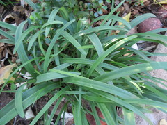 Asparagus falcatus