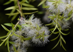 Melaleuca bracteata