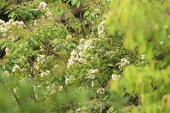 Melodinus suaveolens