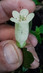 Fieldia australis