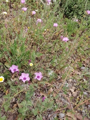 Convolvulus althaeoides althaeoides