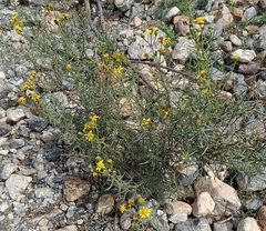 Senecio nevadensis malacitanus