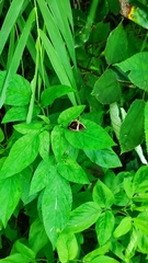 Fodina contigua
