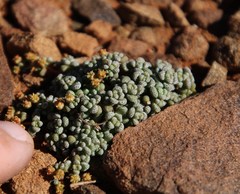 Crassula corallina
