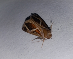 Calyptis iter