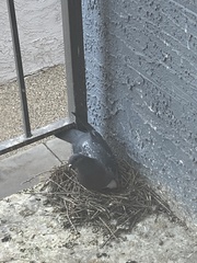 Columba livia domestica