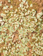 Riccia lamellosa