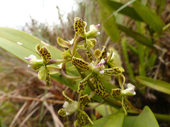 Prosthechea crassilabia