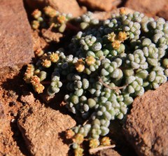 Crassula corallina