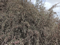 Gymnosporia senegalensis