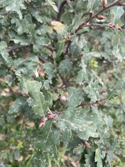 Quercus