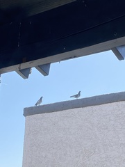 Columba livia domestica