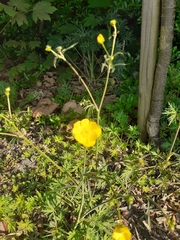 Ranunculus acris