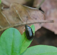 Gonodera luperus
