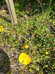 Ranunculus acris