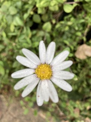 Felicia erigeroides