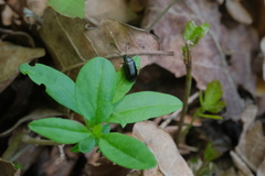 Gonodera luperus