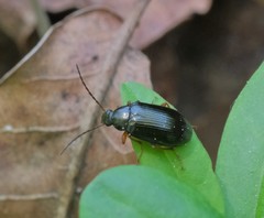 Gonodera luperus
