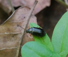 Gonodera luperus