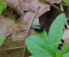 Gonodera luperus