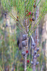 Allocasuarina rigida