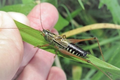 Conocephalus semivittatus