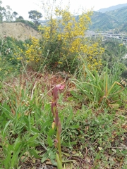 Bilamellaria