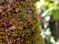 Macromitrium gracile