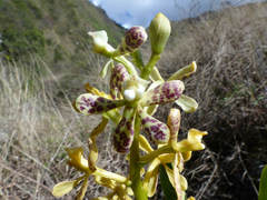 Prosthechea crassilabia