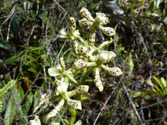 Prosthechea crassilabia