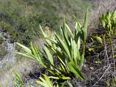 Prosthechea crassilabia