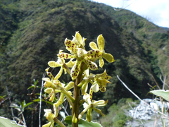 Prosthechea crassilabia