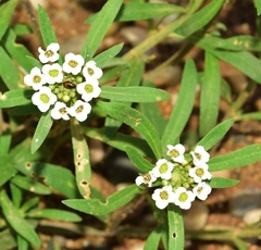 Lobularia maritima