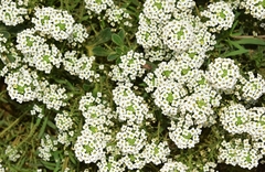 Lobularia maritima