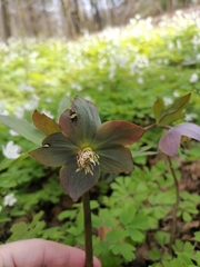 Helleborus purpurascens