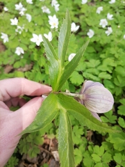 Helleborus purpurascens