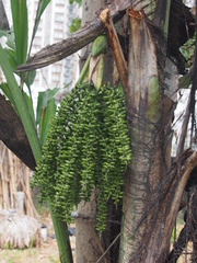 Caryota maxima
