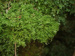 Thuidiopsis sparsa
