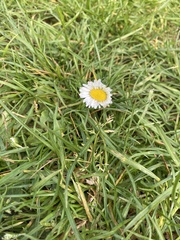 Bellis perennis