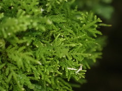 Thuidiopsis sparsa