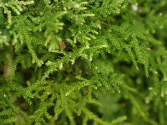 Thuidiopsis sparsa