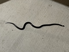 Cacophis harriettae