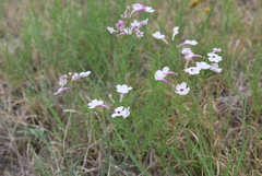 Penstemon ambiguus