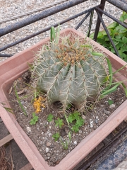 Ferocactus glaucescens