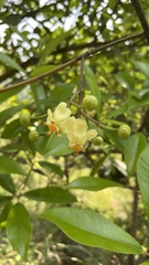 Garcinia multiflora