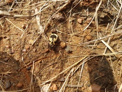 Graphipterus cordiger