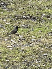 Sturnus vulgaris