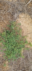 Angiospermae